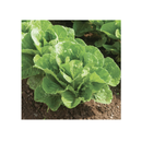 Seed Needs, Lettuce Lovers Seed Packet Collection | 8 Varieties of Heirloom Lettuce Seeds for Planting