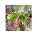 Seed Needs, Lettuce Lovers Seed Packet Collection | 8 Varieties of Heirloom Lettuce Seeds for Planting