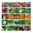 Survival Essentials 100 Variety Premium Heirloom Non Hybrid Non GMO Seed Bank | 17,880+ Seeds - All In One Super Value Pak