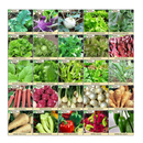 Survival Essentials 100 Variety Premium Heirloom Non Hybrid Non GMO Seed Bank | 17,880+ Seeds - All In One Super Value Pak