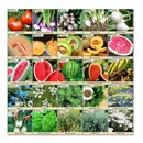 Survival Essentials 100 Variety Premium Heirloom Non Hybrid Non GMO Seed Bank | 17,880+ Seeds - All In One Super Value Pak