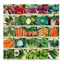 Survival Essentials 144 Variety Ultimate Heirloom Seed Vault for Survival and Preparedness | 23,335+ Non-GMO Heirloom Seeds Packed in Superior Ammo Can for Long