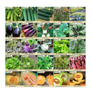 Survival Essentials 144 Variety Ultimate Heirloom Seed Vault for Survival and Preparedness | 23,335+ Non-GMO Heirloom Seeds Packed in Superior Ammo Can for Long