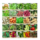 Survival Essentials 144 Variety Ultimate Heirloom Seed Vault for Survival and Preparedness | 23,335+ Non-GMO Heirloom Seeds Packed in Superior Ammo Can for Long