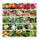 Survival Essentials 144 Variety Ultimate Heirloom Seed Vault for Survival and Preparedness | 23,335+ Non-GMO Heirloom Seeds Packed in Superior Ammo Can for Long