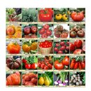 Survival Essentials 144 Variety Ultimate Heirloom Seed Vault for Survival and Preparedness | 23,335+ Non-GMO Heirloom Seeds Packed in Superior Ammo Can for Long