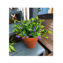 TEMCHY Artificial Plants Faux Flowers for Garden | Indoor Outdoor Decoration