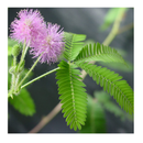 TickleMe Plant Greenhouse Garden Kit Grow The Only House Plant That Closes Its Leaves and Lowers It Branches When You Tickle It