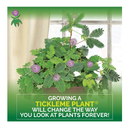 TickleMe Plant Greenhouse Garden Kit Grow The Only House Plant That Closes Its Leaves and Lowers It Branches When You Tickle It