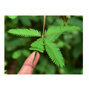 TickleMe Plant Greenhouse Garden Kit Grow The Only House Plant That Closes Its Leaves and Lowers It Branches When You Tickle It