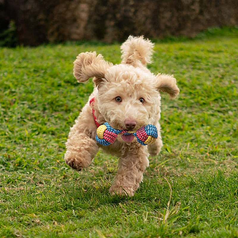 Toozey Puppy Toys for Small Dogs  7 Pack Small Dog Toys